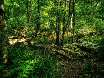 Scenic view of forest
