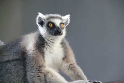 Close-up of lemur looking away