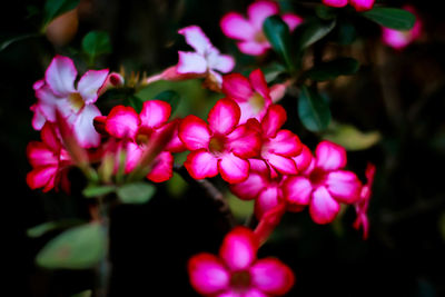 Close-up of pink flowers blooming outdoors