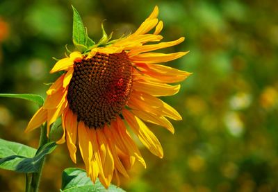 Close-up of sunflower