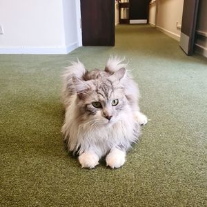 Portrait of cat relaxing on rug at home