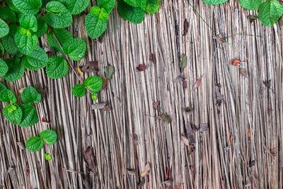 High angle view of fresh green leaves on wood