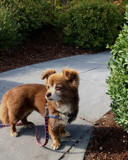 High angle view of dog on footpath