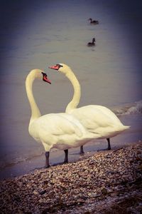 View of swan on lakeshore