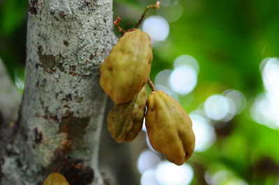 Close-up of fruits on tree