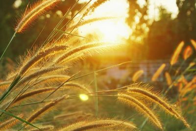 Close-up of plants growing on field against bright sun