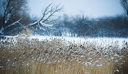 Bare trees on snow covered land