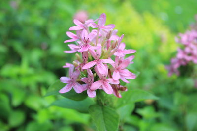 Close-up of pink flowering plant