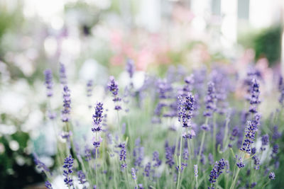 Close-up of purple flowering plants on field