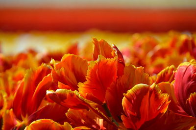 Close-up of orange flowering plants