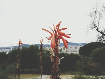 Plants growing on landscape