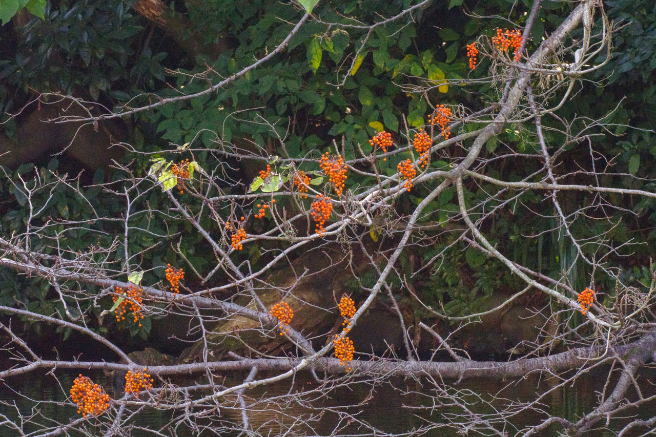 CLOSE-UP OF BARE TREE