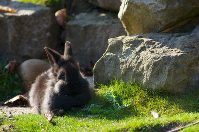 Close-up of squirrel on grass