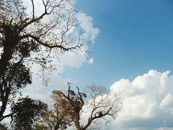 Low angle view of bare tree against blue sky