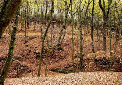 Trees growing in forest