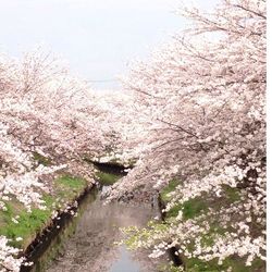 White flowers on tree