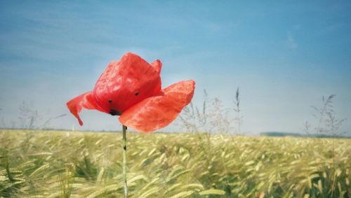 Close-up of poppy growing in field