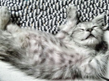 Close-up of cat sleeping