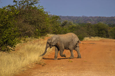 Elephant in a field