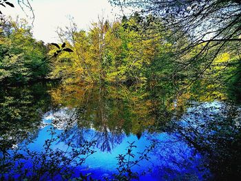 Reflection of trees in water