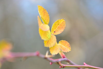 Close-up of yellow maple leaves during autumn