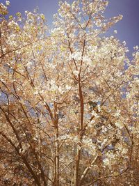 Low angle view of cherry blossoms against sky