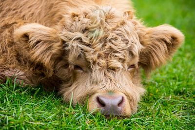 Close-up of a sheep on grassy field