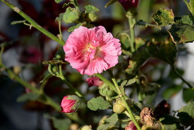 Close-up of pink flowering plant