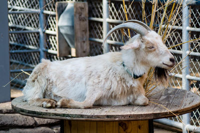 Close-up of sheep