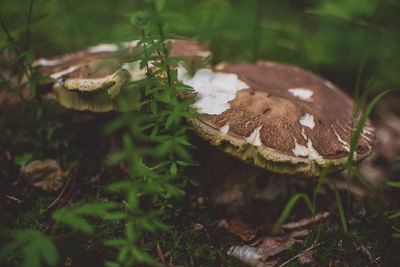 Close-up of mushroom growing on tree stump