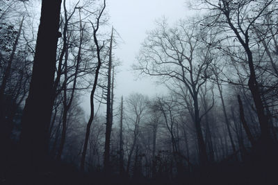 Low angle view of bare trees in forest