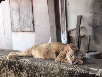 Cat sleeping on concrete wall