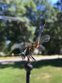 Close-up of dragonfly on railing