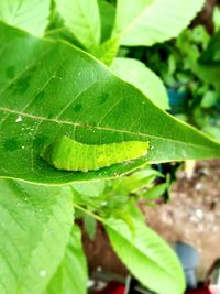 Close-up of green leaves