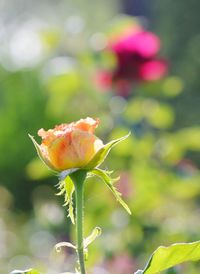 Close-up of rose plant