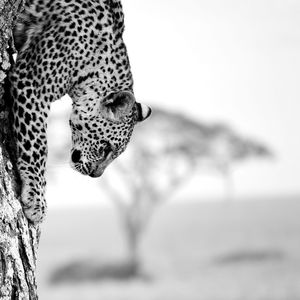 Close-up of leopard on tree