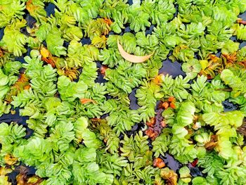 High angle view of leaves floating on field