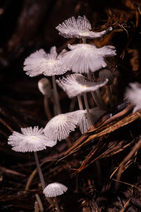 Close-up of mushroom growing on field