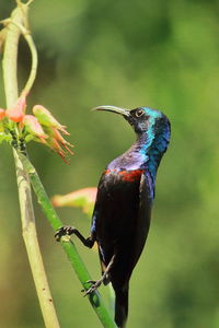 Beautiful male purple sunbird perching on a branch and sucking nectar from flowers