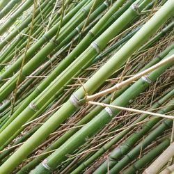Full frame shot of palm leaves
