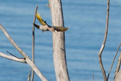 Close-up of bird perching on tree against sky