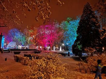 View of illuminated trees at night