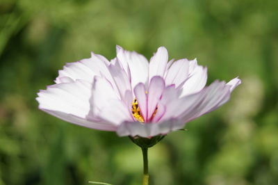 Close-up of insect on flower