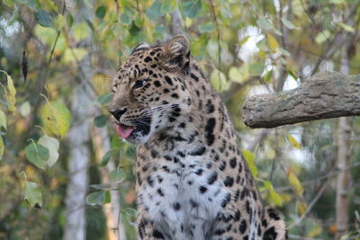 Close-up of a cat looking away