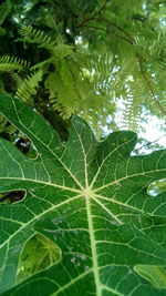 Close-up of fresh green leaf