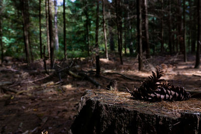 View of tree stump in forest