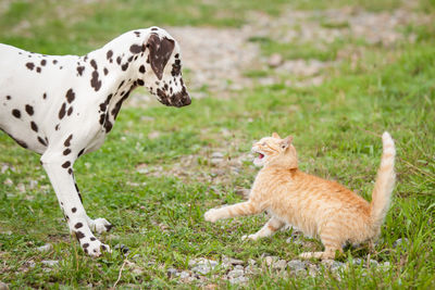 View of two dogs