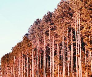 Low angle view of trees against sky