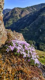 Purple flowers blooming against mountains