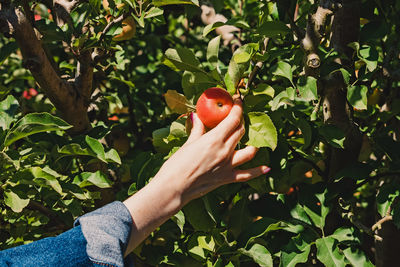 Feminine hand picking up apple from the tree on the farm. fall harvesting